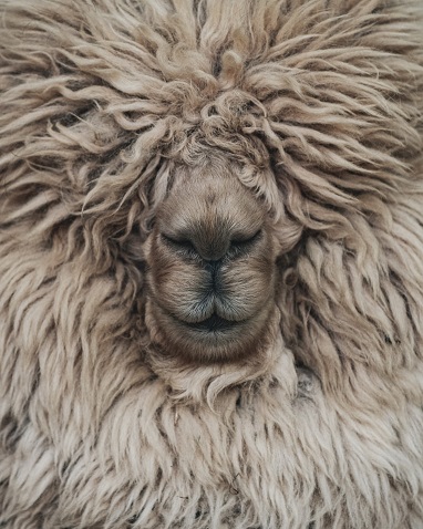 mouton Photo de georgi kalaydzhiev